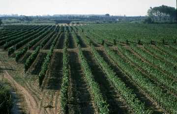 Vilafranca del Penedes